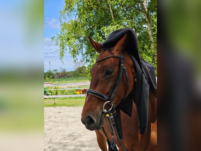 Hannoveraner Stute 4 Jahre 164 cm Brauner in Westerholt