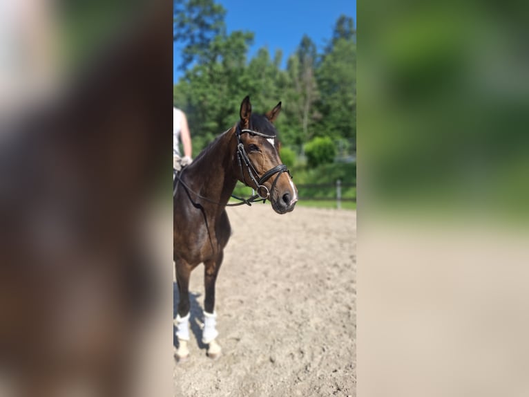 Hannoveraner Stute 4 Jahre 164 cm  in Haiger