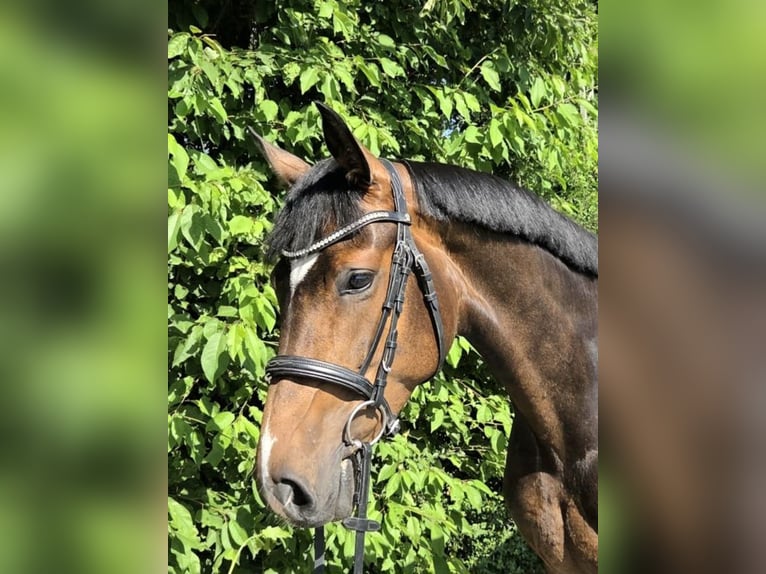 Hannoveraner Stute 4 Jahre 164 cm  in Haiger