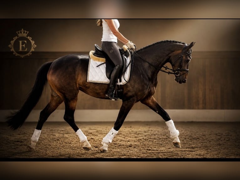 Hannoveraner Stute 4 Jahre 164 cm  in Haiger