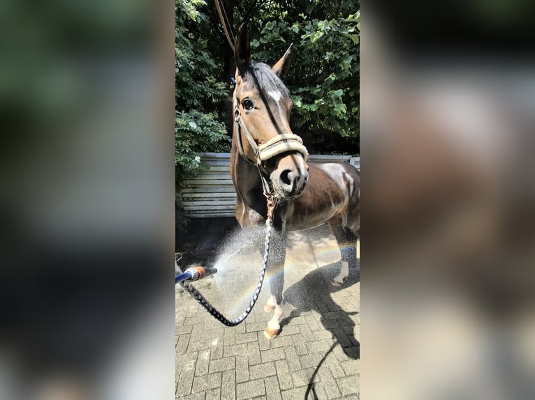 Hannoveraner Stute 4 Jahre 164 cm  in Haiger