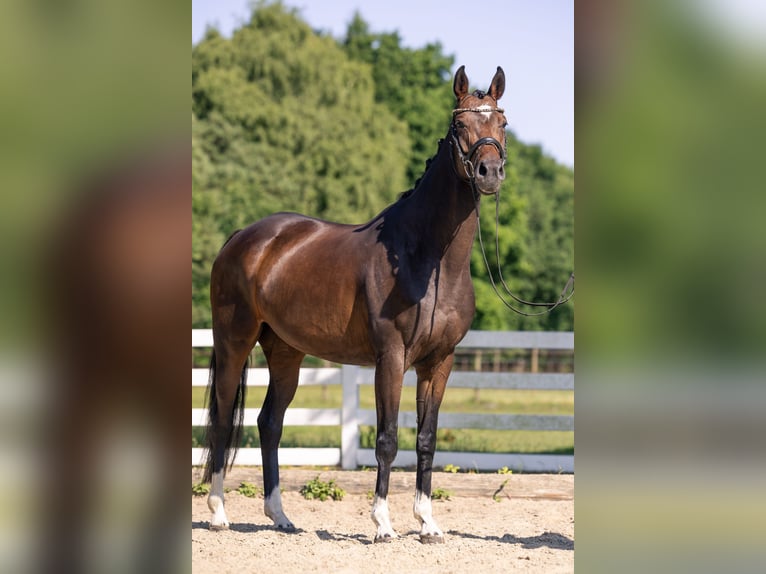 Hannoveraner Stute 4 Jahre 164 cm Dunkelbrauner in Bassum