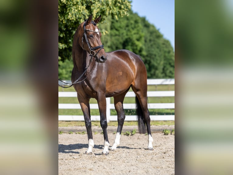 Hannoveraner Stute 4 Jahre 164 cm Dunkelbrauner in Bassum