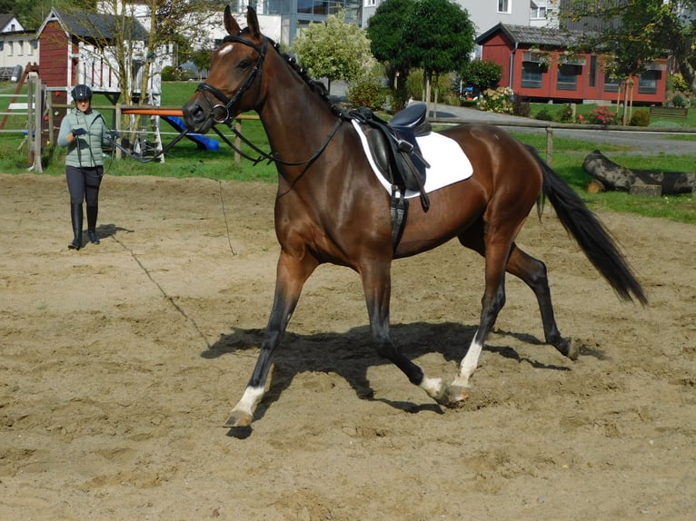 Hannoveraner Stute 4 Jahre 164 cm Dunkelbrauner in Homberg (Ohm)