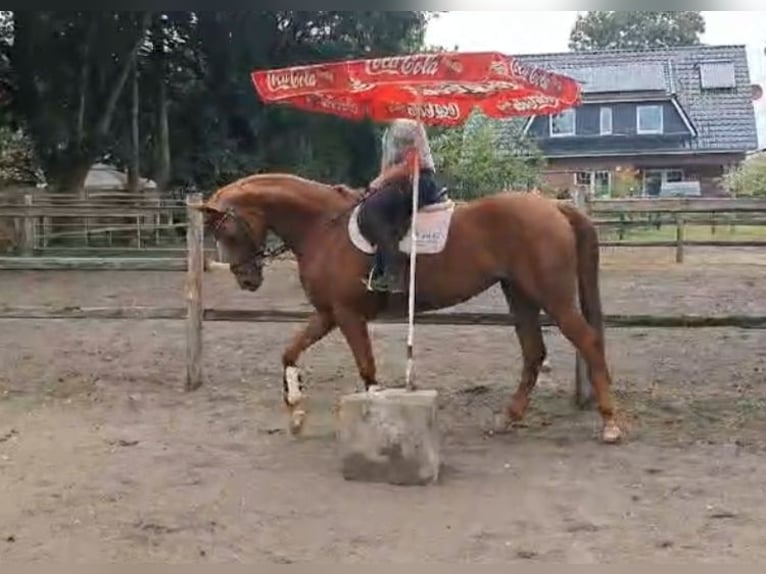 Hannoveraner Stute 4 Jahre 164 cm Fuchs in Elmlohe