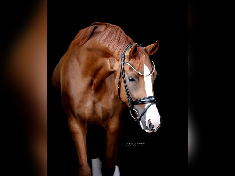 Hannoveraner Stute 4 Jahre 164 cm Fuchs in Lonnig