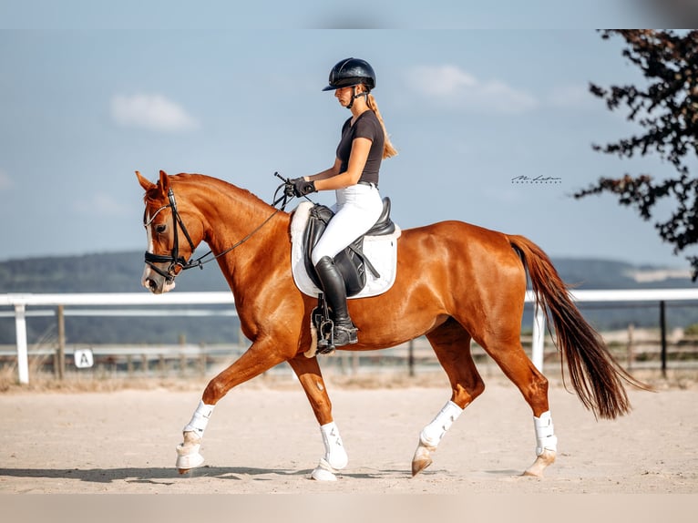 Hannoveraner Stute 4 Jahre 164 cm Fuchs in Lonnig