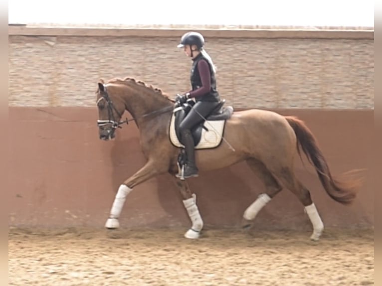 Hannoveraner Stute 4 Jahre 164 cm Fuchs in Wehringen