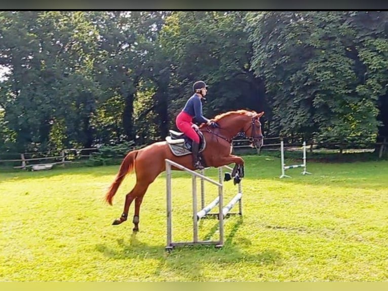 Hannoveraner Stute 4 Jahre 164 cm Fuchs in Hechthausen