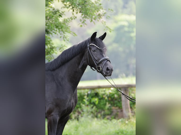 Hannoveraner Stute 4 Jahre 164 cm Rappe in Belm