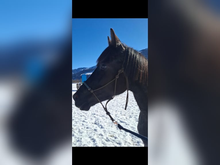 Hannoveraner Stute 4 Jahre 164 cm Rappe in Piesendorf