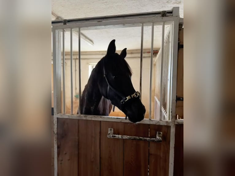 Hannoveraner Stute 4 Jahre 164 cm Rappe in Piesendorf