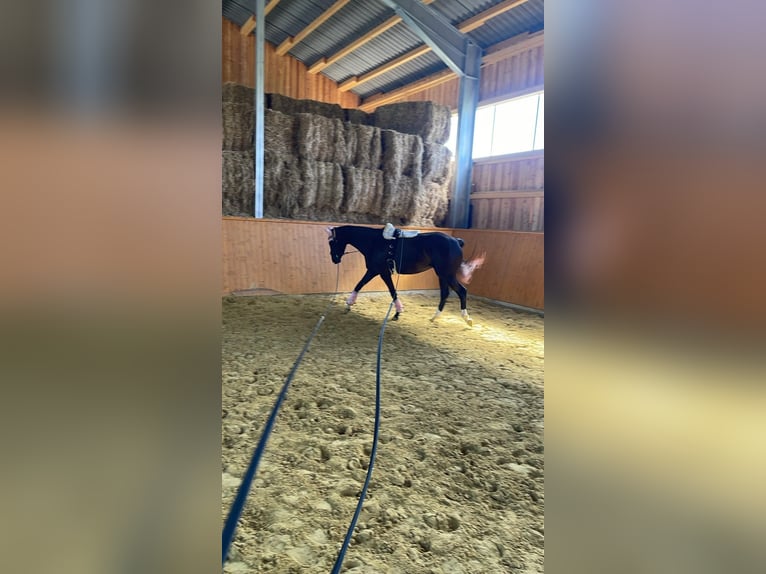Hannoveraner Stute 4 Jahre 164 cm Rappe in Oer-Erkenschwick
