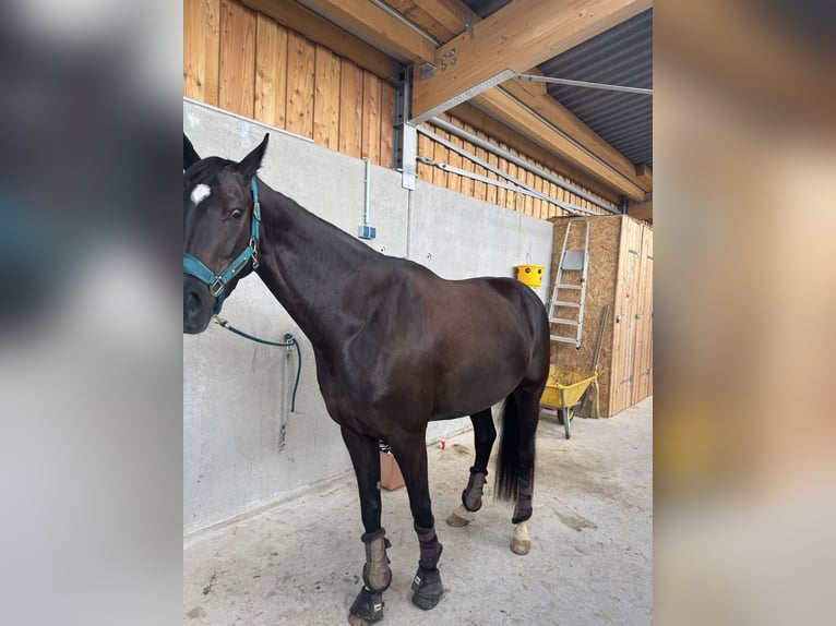 Hannoveraner Stute 4 Jahre 164 cm Rappe in Oer-Erkenschwick