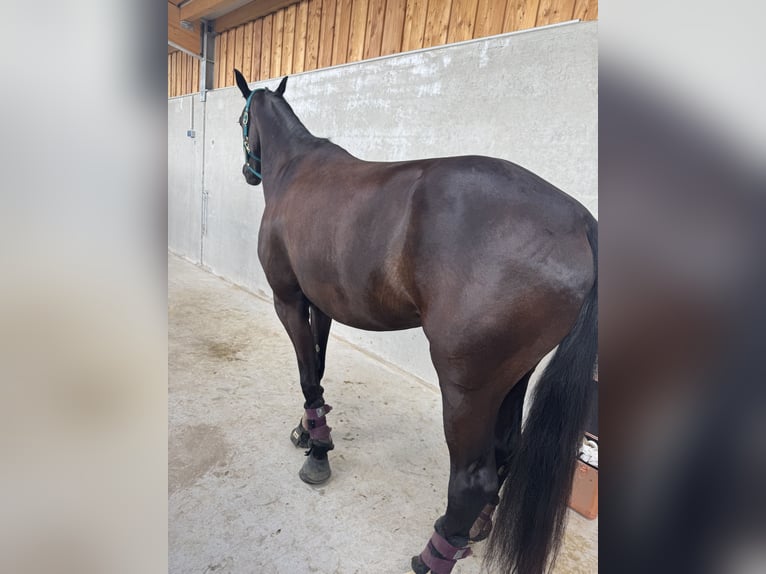 Hannoveraner Stute 4 Jahre 164 cm Rappe in Oer-Erkenschwick