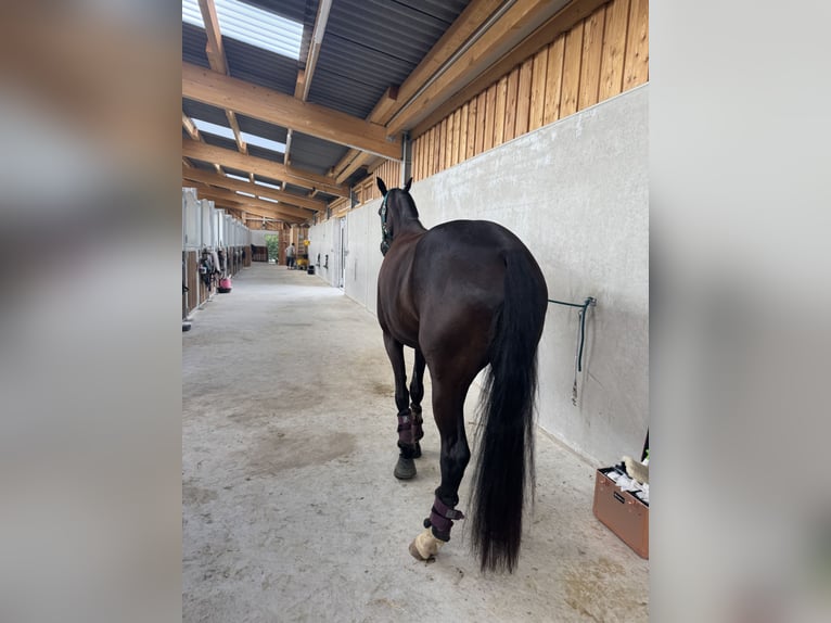 Hannoveraner Stute 4 Jahre 164 cm Rappe in Oer-Erkenschwick