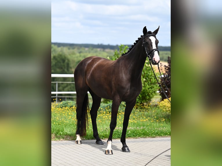 Hannoveraner Stute 4 Jahre 164 cm Rappe in Wysin