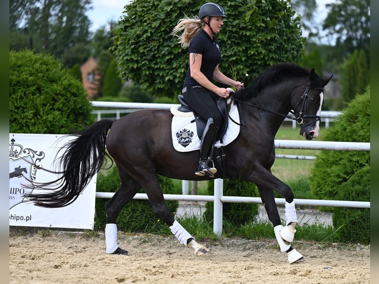 Hannoveraner Stute 4 Jahre 164 cm Rappe in Wysin