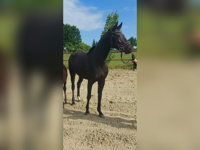 Hannoveraner Stute 4 Jahre 164 cm Rappe in Tiddische