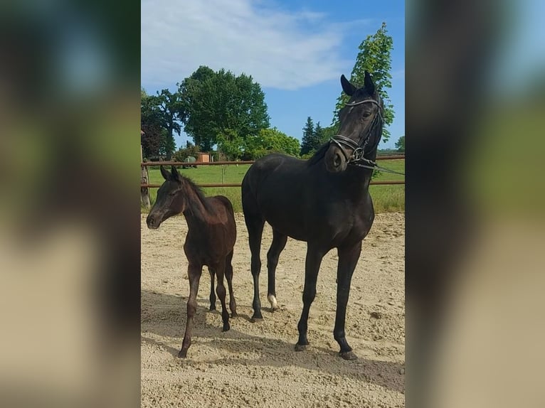 Hannoveraner Stute 4 Jahre 164 cm Rappe in Tiddische