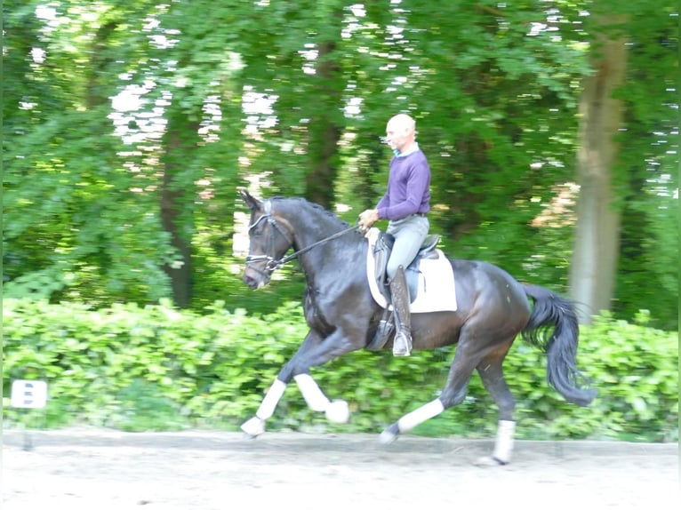 Hannoveraner Stute 4 Jahre 164 cm Schwarzbrauner in Hemslingen