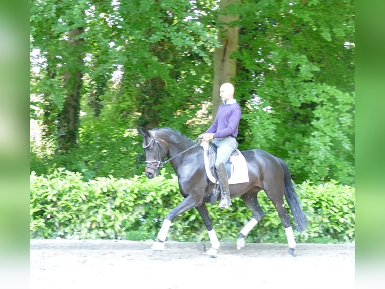 Hannoveraner Stute 4 Jahre 164 cm Schwarzbrauner in Hemslingen