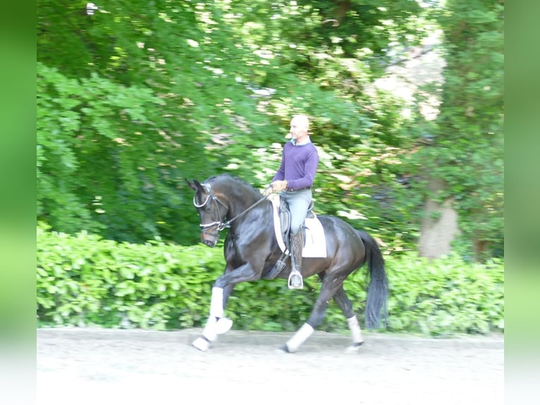 Hannoveraner Stute 4 Jahre 164 cm Schwarzbrauner in Hemslingen