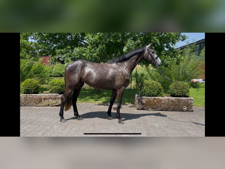 Hannoveraner Stute 4 Jahre 165 cm Apfelschimmel in Altenberge