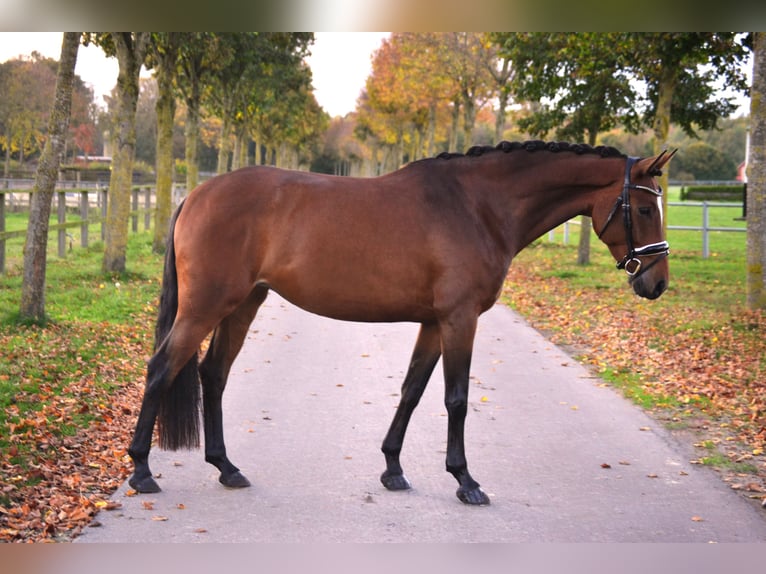 Hannoveraner Stute 4 Jahre 165 cm Brauner in Vechta