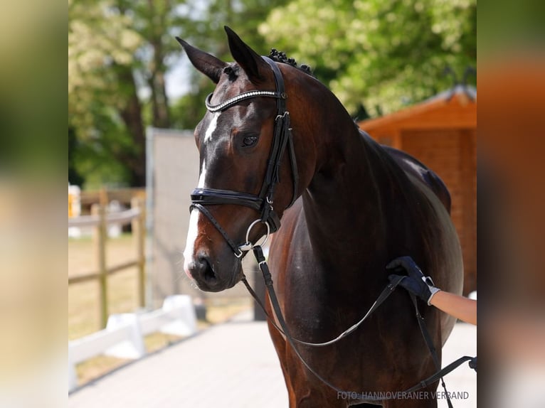 Hannoveraner Stute 4 Jahre 165 cm Brauner in Verden