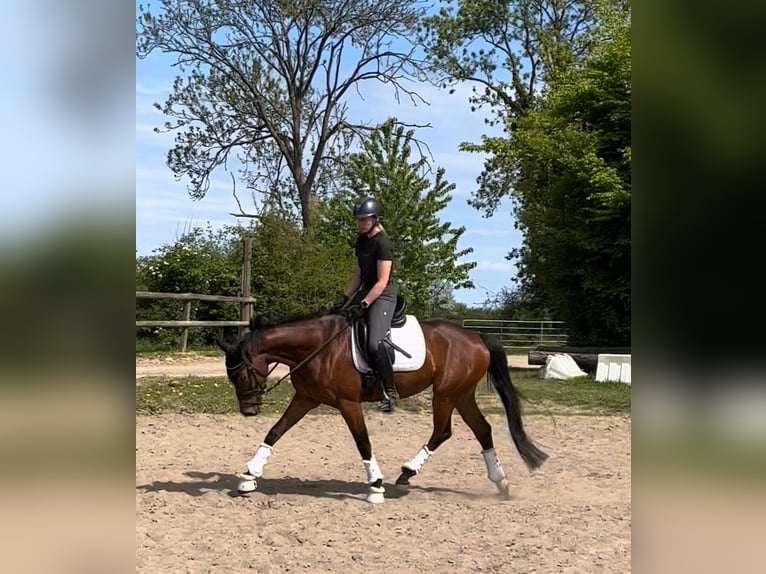 Hannoveraner Stute 4 Jahre 165 cm Brauner in Preetz