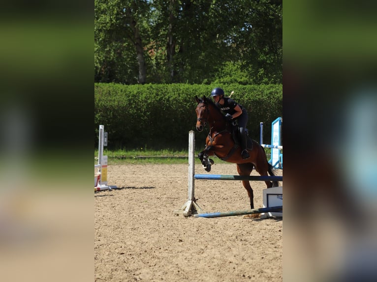 Hannoveraner Stute 4 Jahre 165 cm Brauner in Preetz