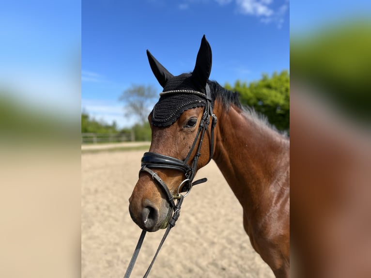 Hannoveraner Stute 4 Jahre 165 cm Brauner in Preetz