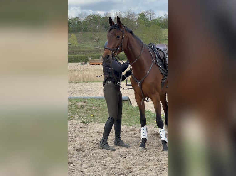 Hannoveraner Stute 4 Jahre 165 cm Brauner in Preetz