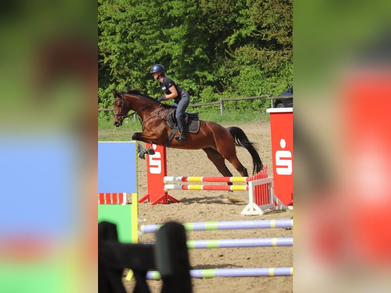 Hannoveraner Stute 4 Jahre 165 cm Brauner in Preetz