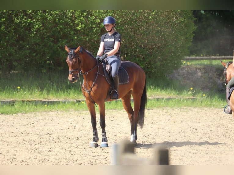 Hannoveraner Stute 4 Jahre 165 cm Brauner in Preetz