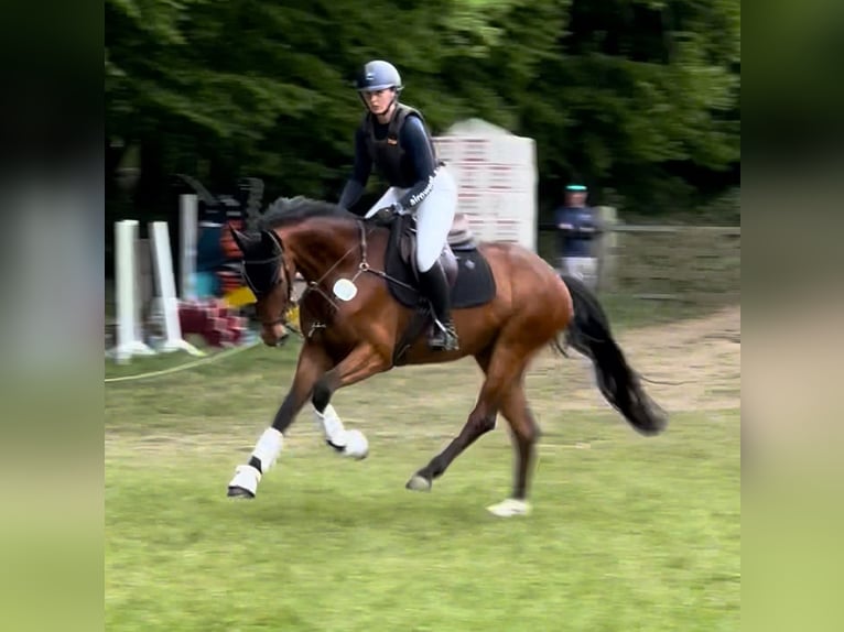 Hannoveraner Stute 4 Jahre 165 cm Brauner in Preetz