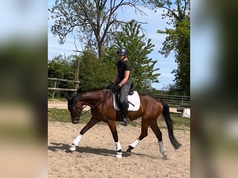 Hannoveraner Stute 4 Jahre 165 cm Brauner in Preetz