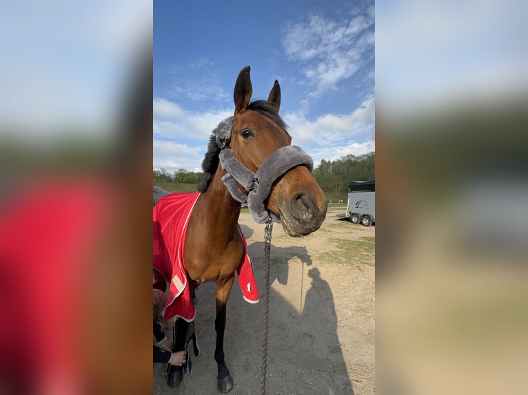 Hannoveraner Stute 4 Jahre 165 cm Brauner in Preetz