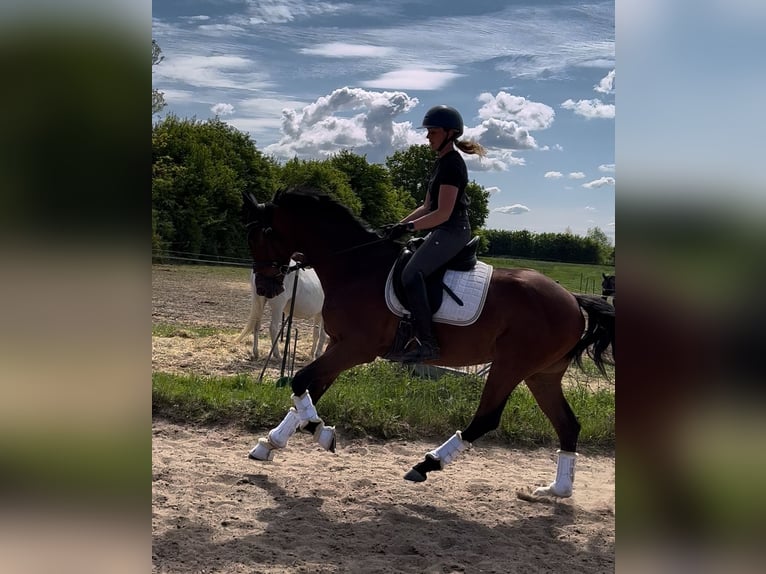 Hannoveraner Stute 4 Jahre 165 cm Brauner in Preetz
