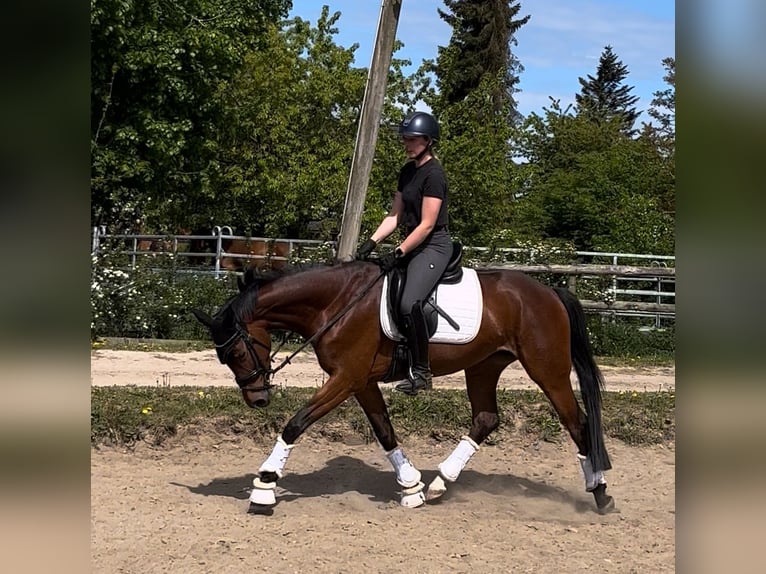 Hannoveraner Stute 4 Jahre 165 cm Brauner in Preetz
