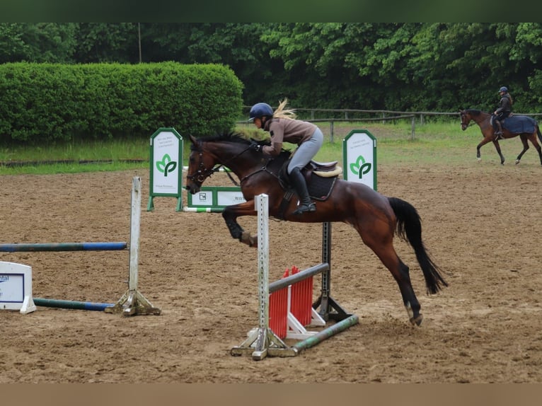 Hannoveraner Stute 4 Jahre 165 cm Brauner in Preetz
