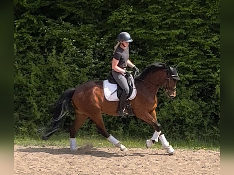 Hannoveraner Stute 4 Jahre 165 cm Brauner in Preetz