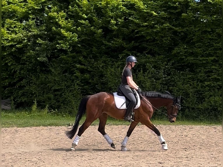 Hannoveraner Stute 4 Jahre 165 cm Brauner in Preetz