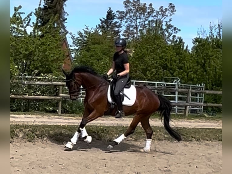 Hannoveraner Stute 4 Jahre 165 cm Brauner in Preetz