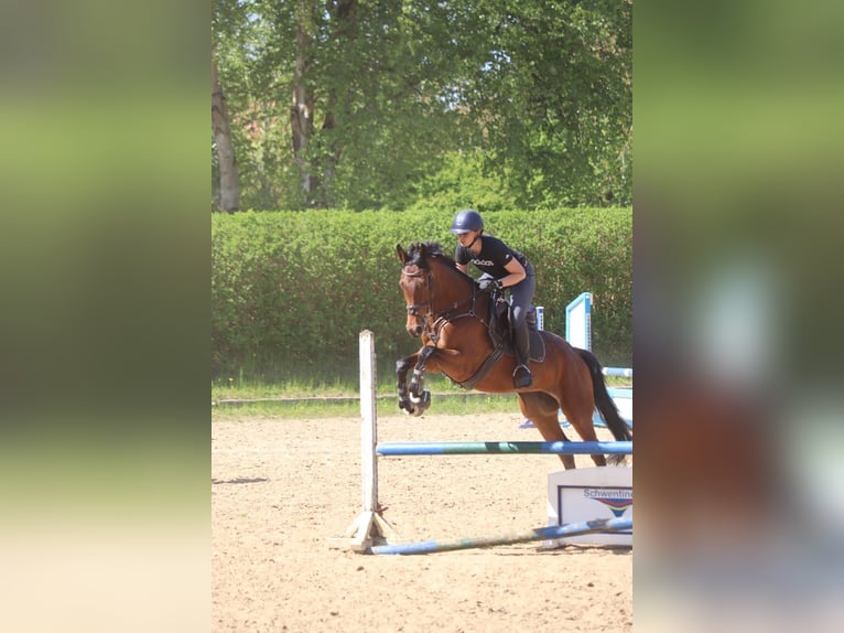 Hannoveraner Stute 4 Jahre 165 cm Brauner in Preetz