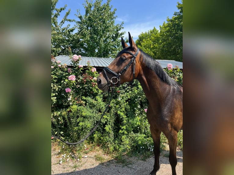 Hannoveraner Stute 4 Jahre 165 cm Brauner in Steinweiler