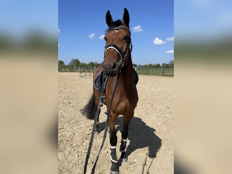 Hannoveraner Stute 4 Jahre 165 cm Brauner in Rheinberg