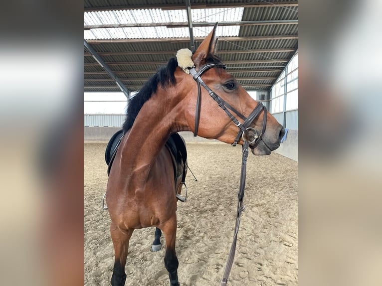 Hannoveraner Stute 4 Jahre 165 cm Brauner in Rheinberg