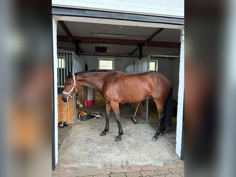 Hannoveraner Stute 4 Jahre 165 cm Brauner in Rheinberg